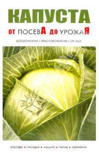 Капуста от посева до урожая