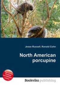 North American porcupine