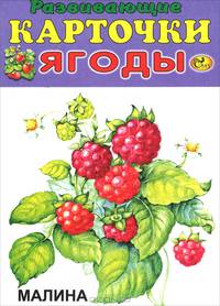 Ягоды (набор из 12 карточек)