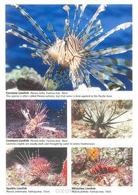 Reef Fishes of the Maldives