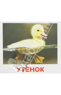 Домашние животные и детеныши. 160 фактов! 80 заданий и загадок!