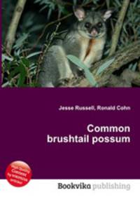Common brushtail possum