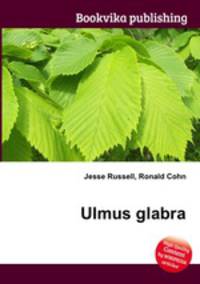 Ulmus glabra
