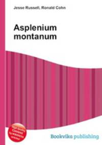 Asplenium montanum