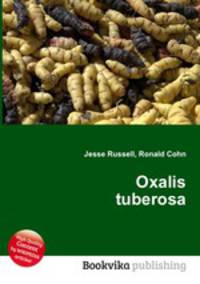 Oxalis tuberosa