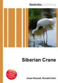 Siberian Crane