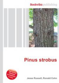 Pinus strobus