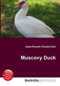 Muscovy Duck