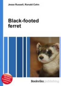 Black-footed ferret