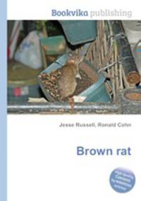 Brown rat