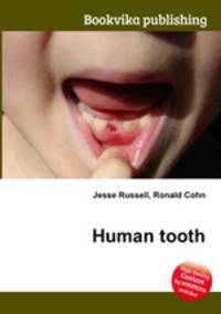 Human tooth