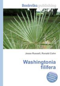 Washingtonia filifera