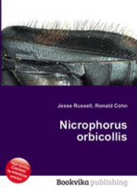 Nicrophorus orbicollis