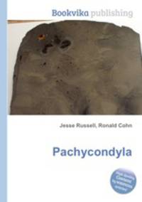 Pachycondyla