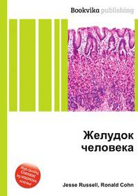 Желудок человека