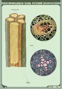 Проводящая ткань растений (флоэма). Плакат