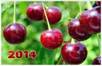 Вишневый сад. Календарь квартальный на 3-х спиралях на 2014 год