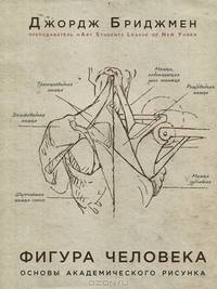 Фигура человека. Основы академического рисунка. В новой суперобложке