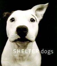 Shelter Dogs