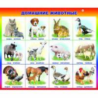 Домашние животные. Плакат