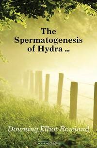 The Spermatogenesis of Hydra