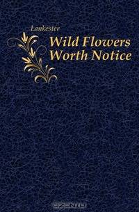 Wild Flowers Worth Notice