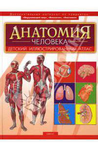Анатомия человека