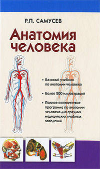 Анатомия человека