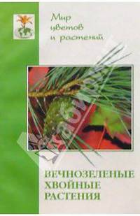 Вечнозеленые хвойные растения