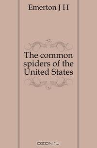 The common spiders of the United States