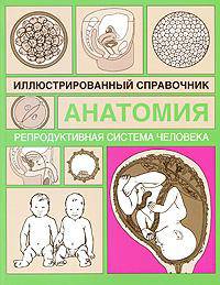Репродуктивная система человека