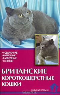 Британские короткошерстные кошки