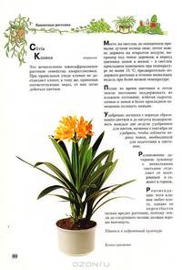 Комнатные растения