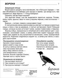 Птицы России.Демонстрационные картинки