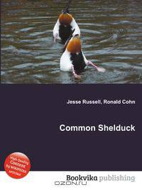 Common Shelduck