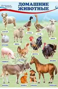 Комплект познавательных мини-плакатов "Домашние, лесные животные, фрукты и ягоды, овощи"