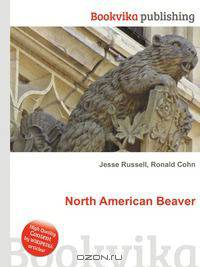 North American Beaver