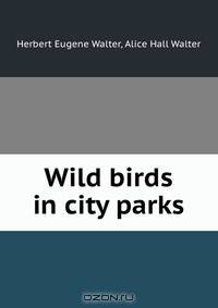 Wild birds in city parks.