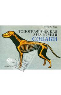 Топографическая анатомия собаки