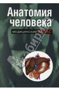 Анатомия человека
