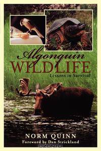 Algonquin Wildlife