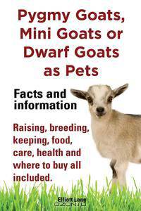 Pygmy Goats as Pets. Pygmy Goats, Mini Goats or Dwarf Goats