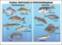 Плакат. Рыбы морские и пресноводные (формат А2)