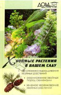 Хвойные растения в вашем саду