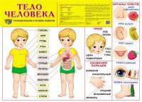 Демонстрационный плакат "Тело человека", А-2