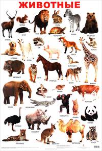 Животные. Плакат