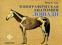 Топографическая анатомия лошади