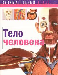 Тело человека