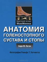 Анатомия голеностопного сустава и стопы