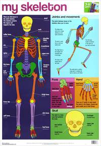My Skeleton chart (laminated, 520x760mm)